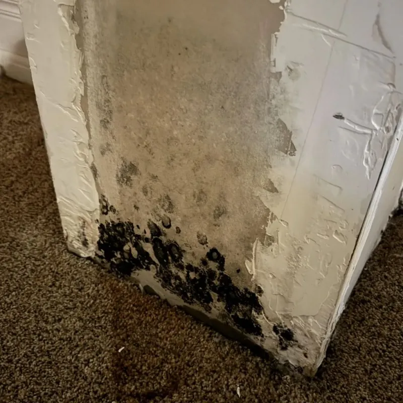 Professional Mold Removal in Gleason, TN